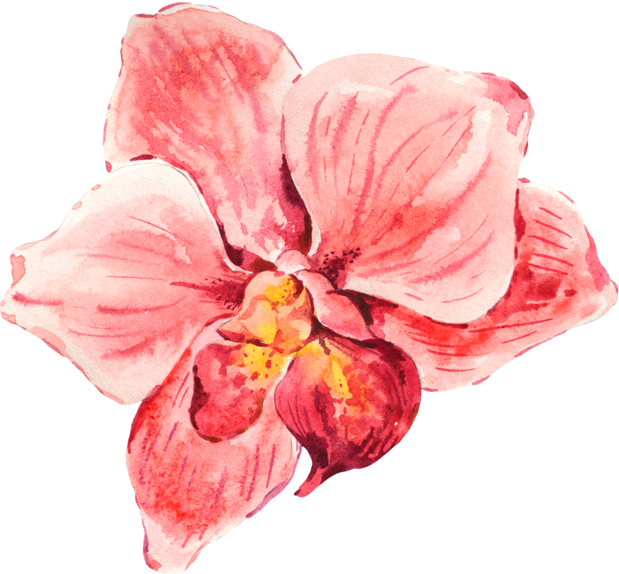 Watercolor Orchid Flowers, Botanical Realistic Illustration