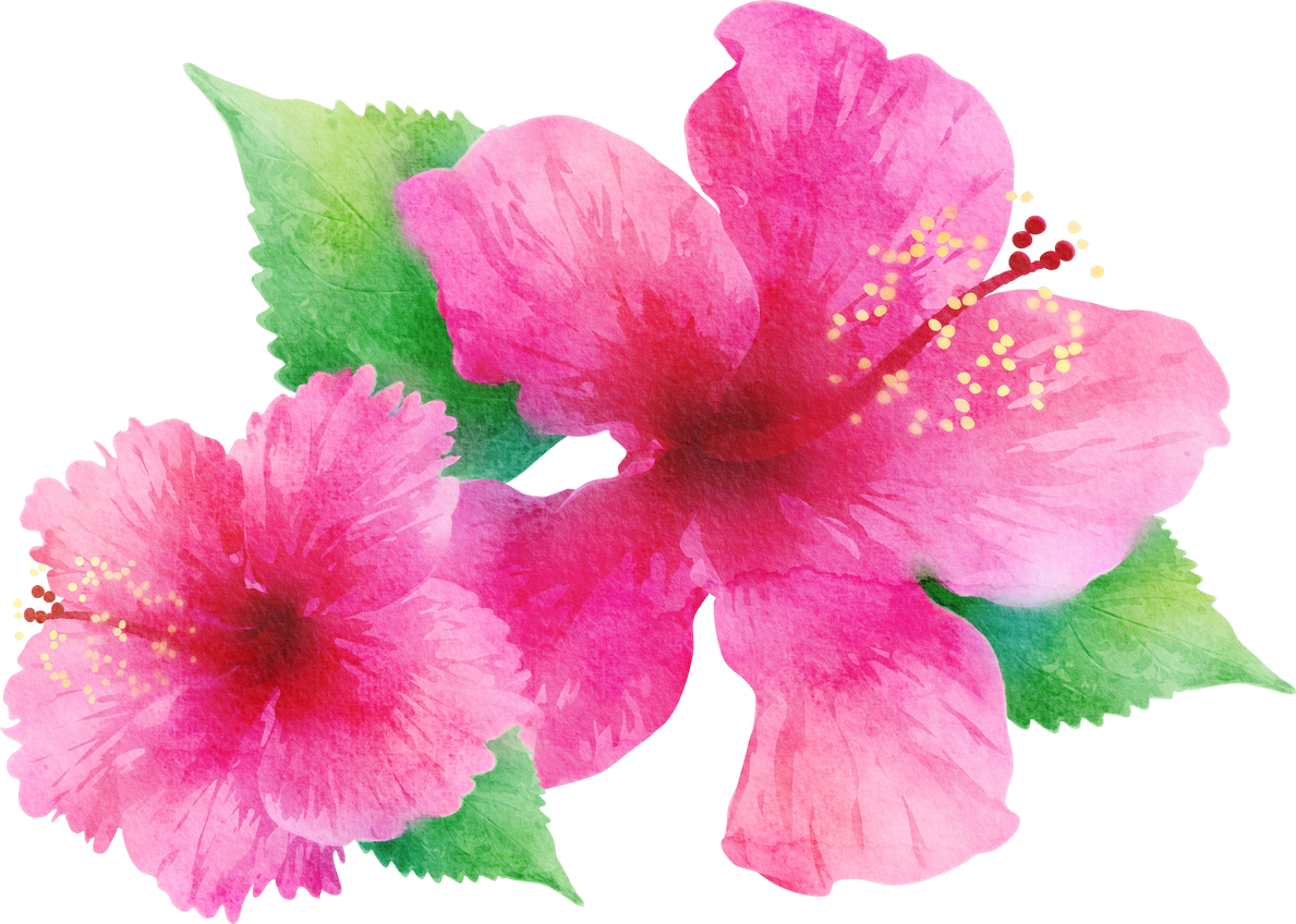 Watercolor Hibiscus Flowers Illustration