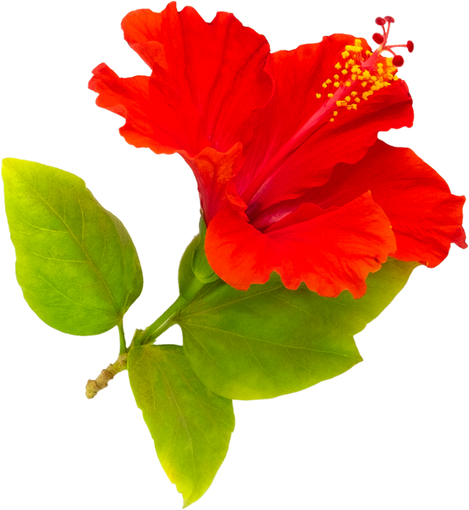 Hibiscus Tropical exotic flower.