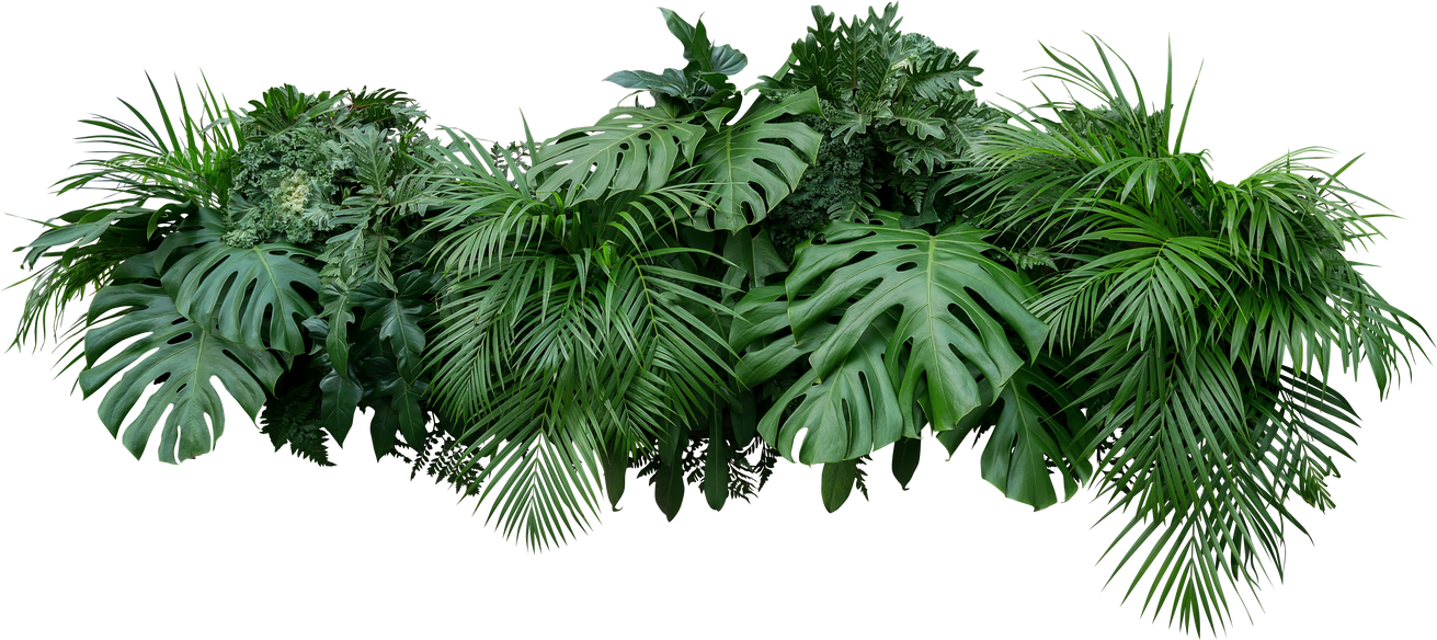 Tropical Leaves Foliage